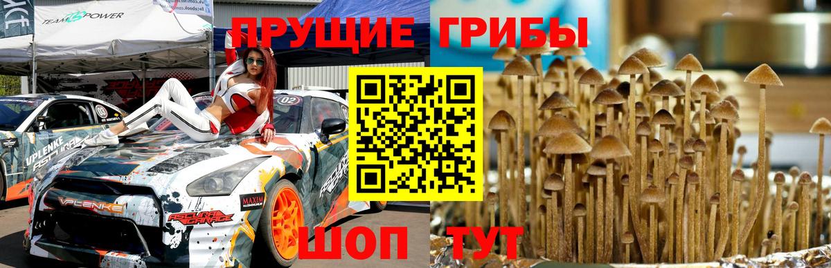 Псилоцибиновые грибы мухоморы Десногорск